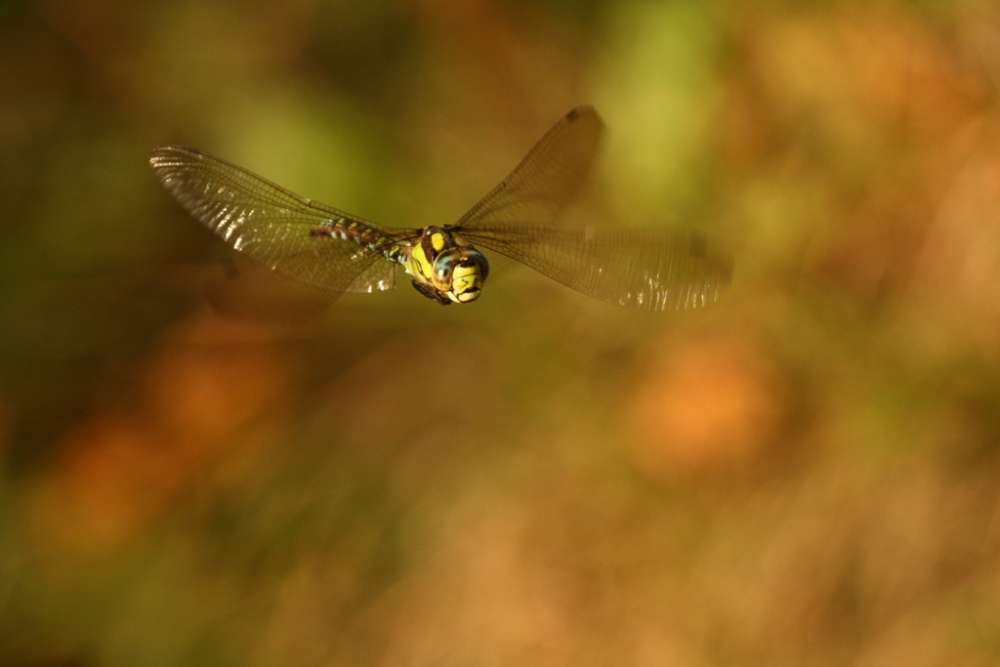 Libelle im Flug