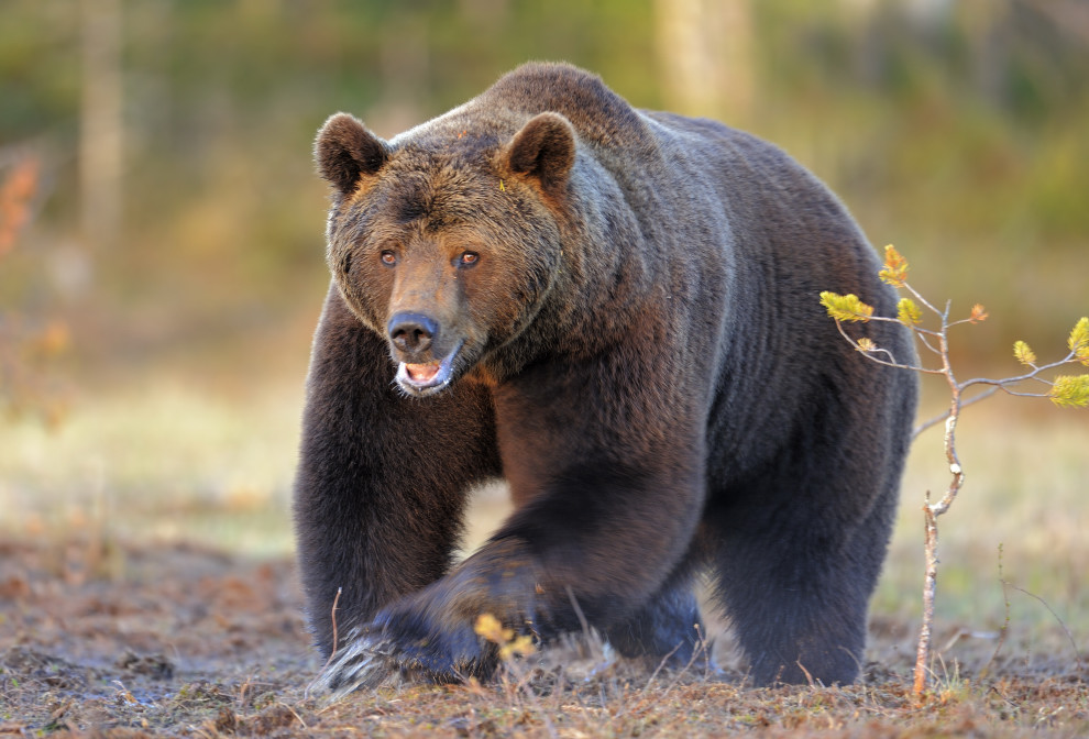 Аю дж. Европейский бурый медведь. Медведь Гризли самец. Аляскинский бурый медведь. Бурый медведь самка.