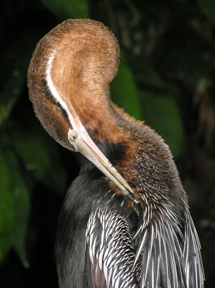 Anhinga rufa