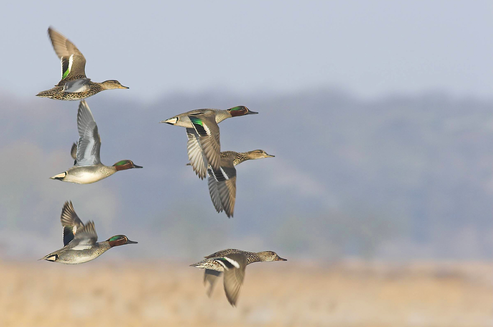 Krickenten im Formationsflug