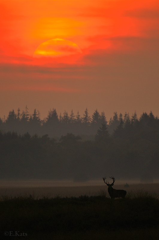 Late evening deer