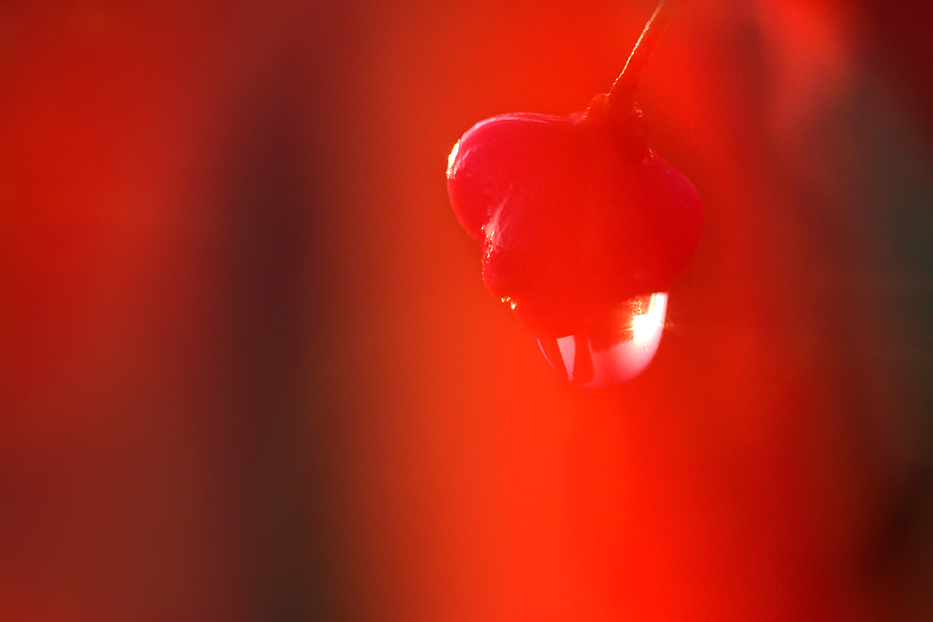 rot - schön - giftig