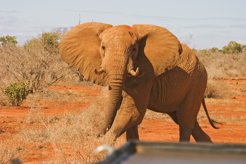African elephant attacking a car on the road. Tsavo East National Park. Kenya Afrikanischer Elefant attackiert ein Auto. Tsavo-Ost-Nationalpark, Kenia