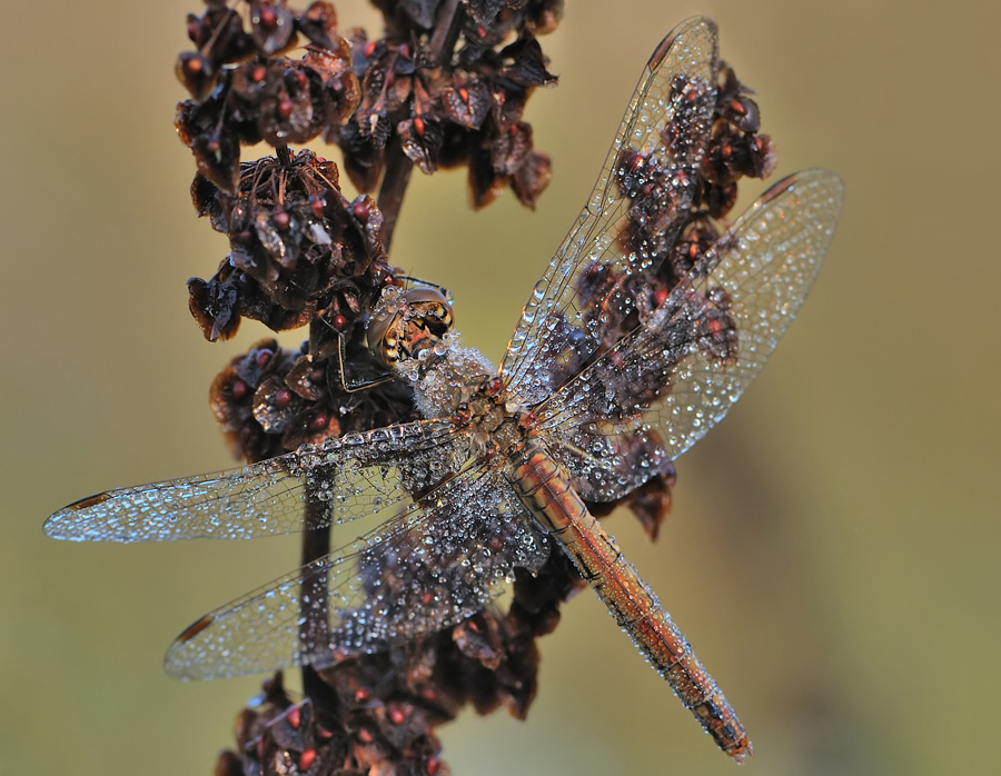 Heidelibelle