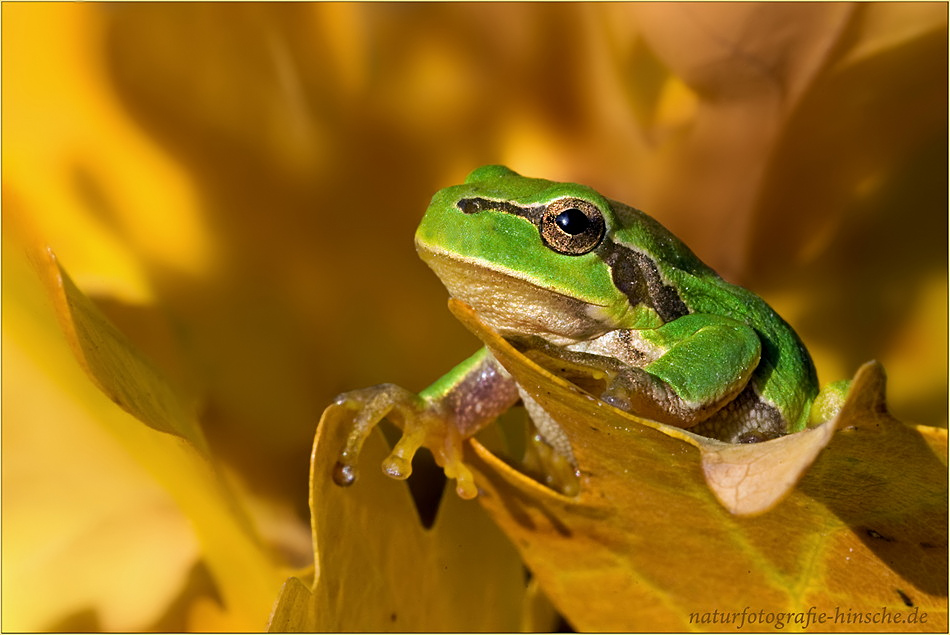 Goldener Oktober