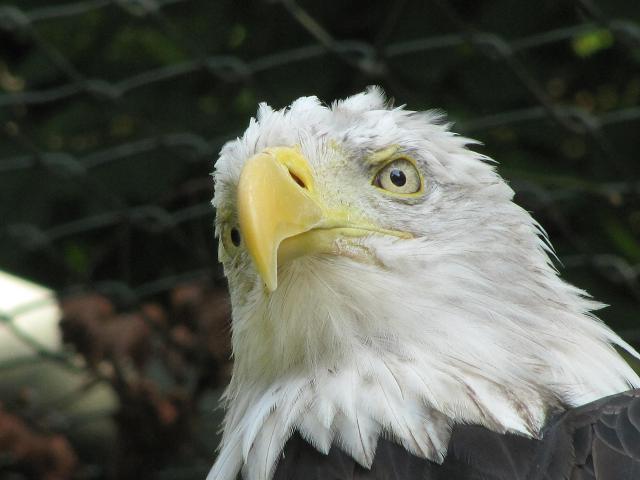 Weißkopfseeadler