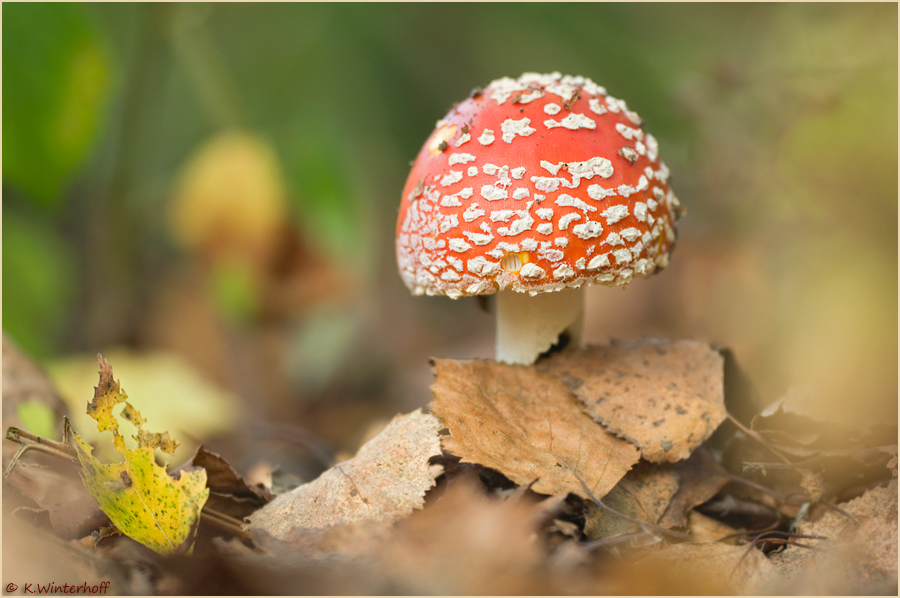 ~Herbstlicher Wald~