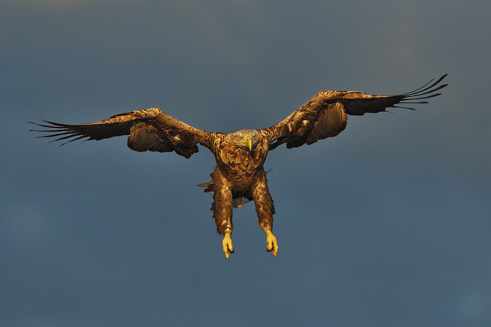 Seeadler