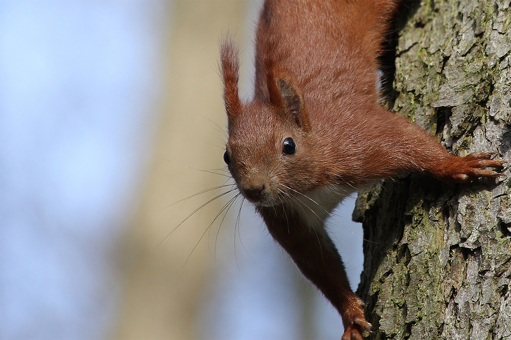 Eichhörnchen