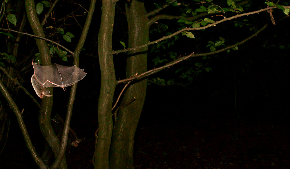 Myotis bechsteinii