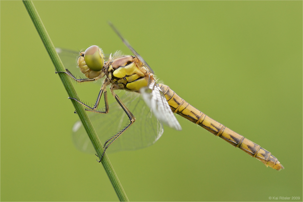 Grosse Heidelibelle (Sympetrum striolatum)