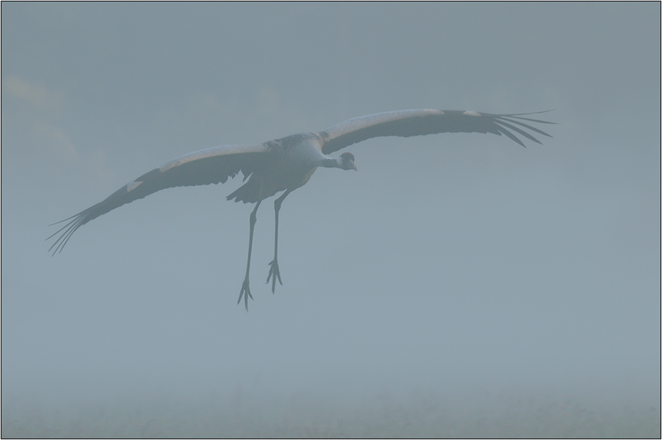 Landeanflug im Nebel