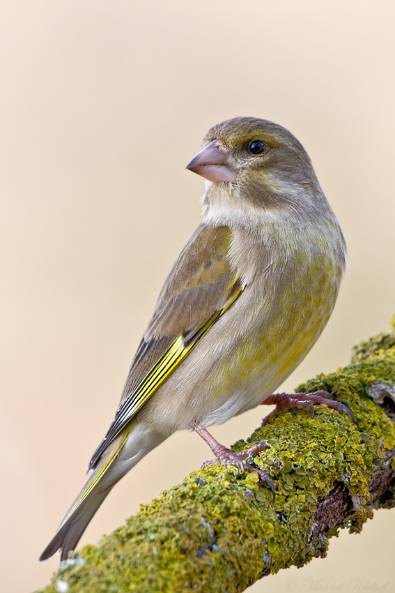 ~Carduelis chloris~