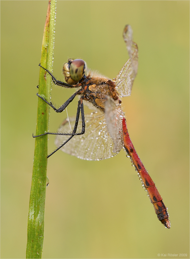 Sumpf-Heidelibelle (Sympetrum depressiusculum)