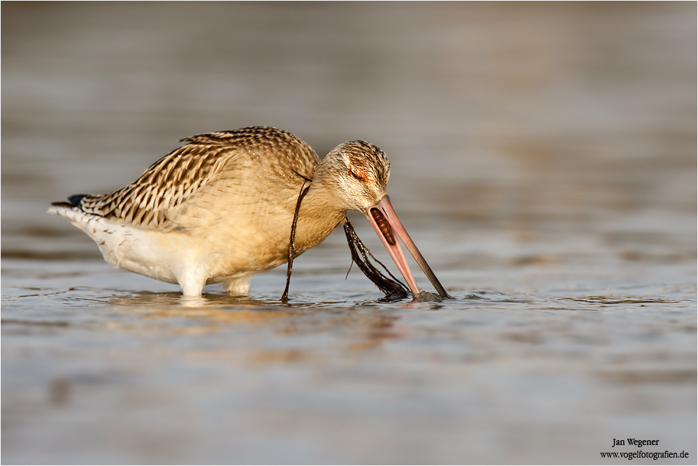 Pfuhlschnepfe (limosa lapponica)