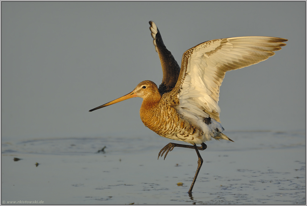 der Tanz... Uferschnepfe *Limosa limosa*