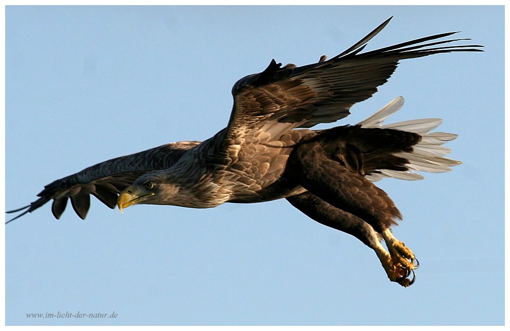 Seeadler