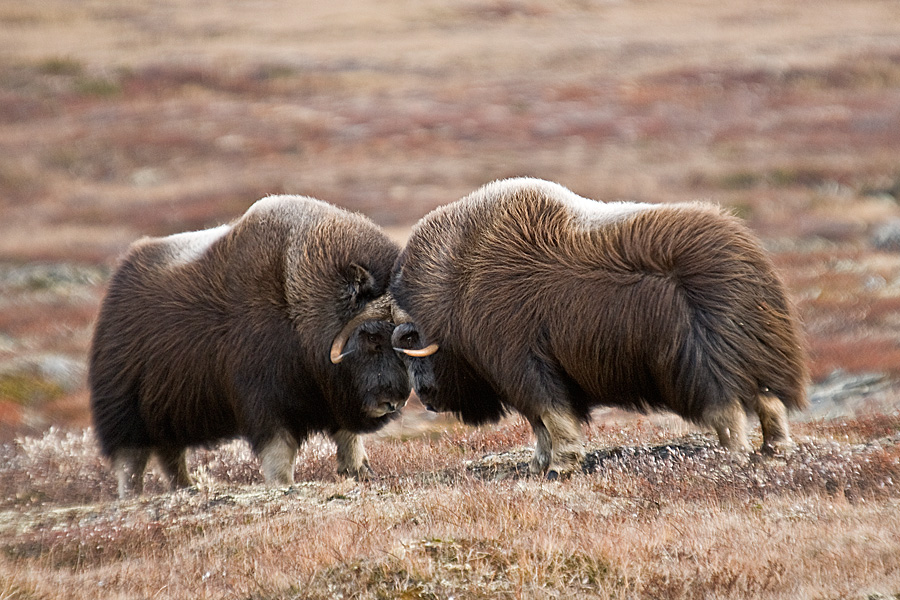 Moschus beim Kampf