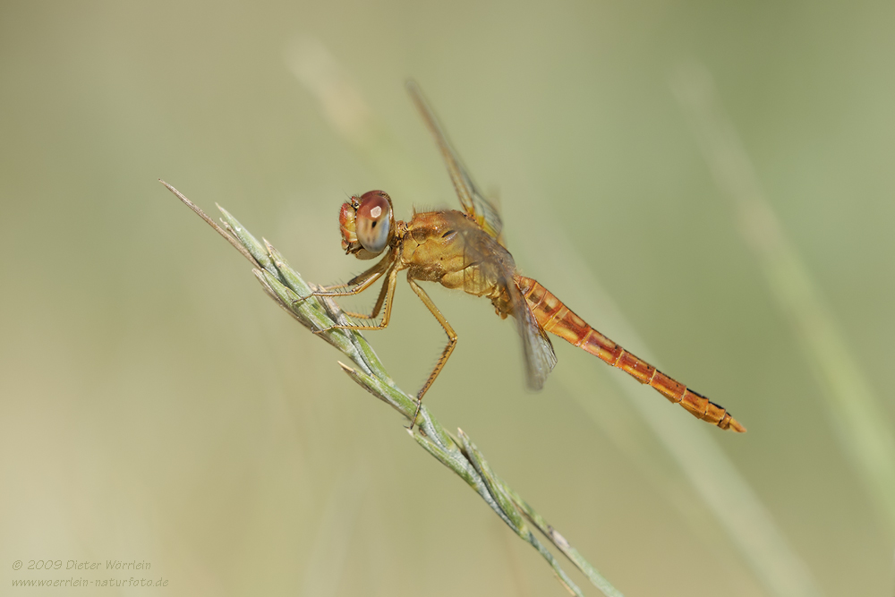 Feuerlibelle