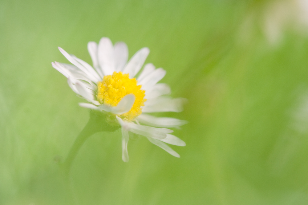 nur ein Gänseblümchen