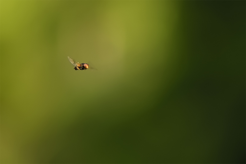 Waldschwebfliege