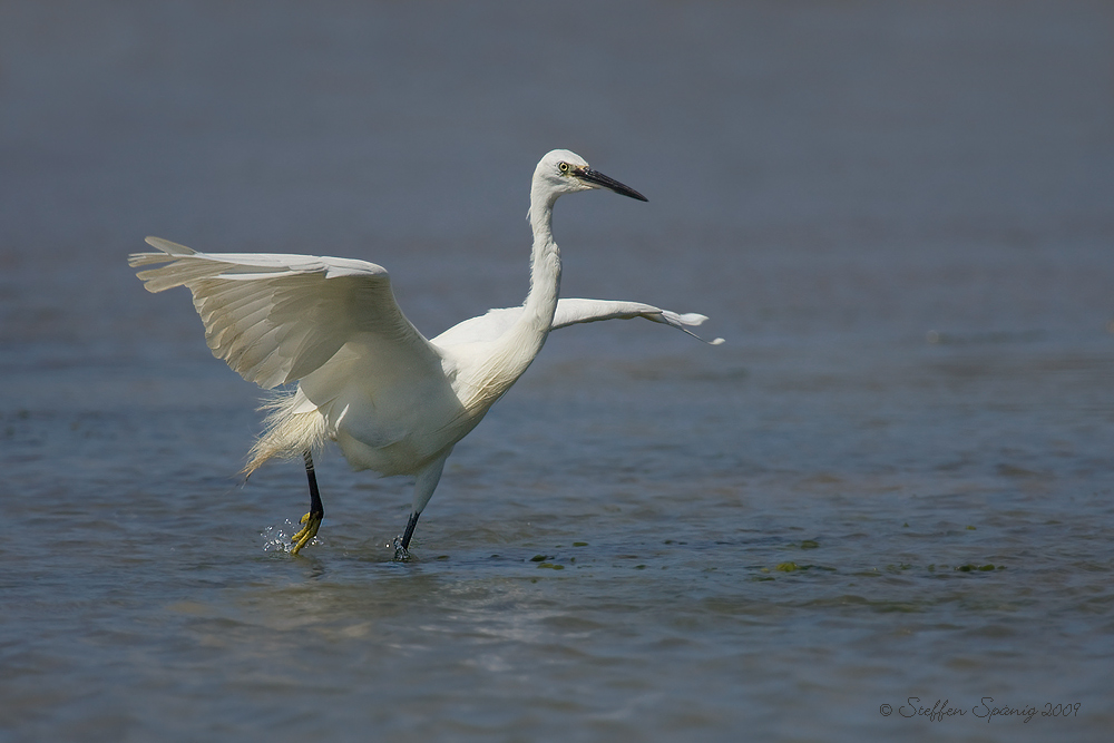 Seidenreiher (Egretta garzetta)