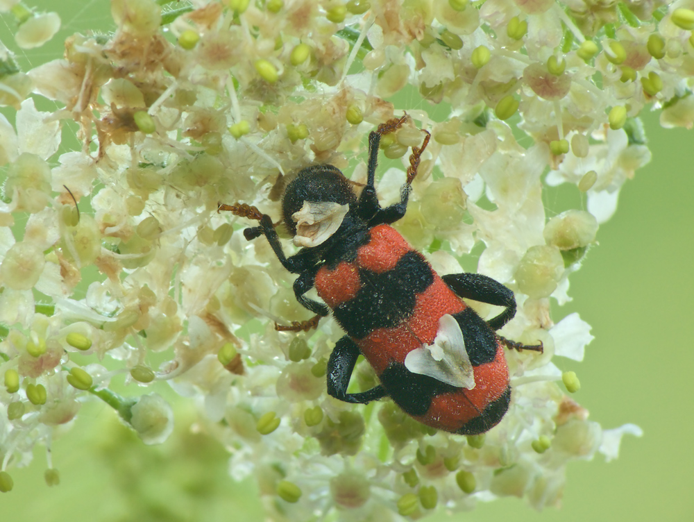 Rot-schwarzes Bärchen mit Herz