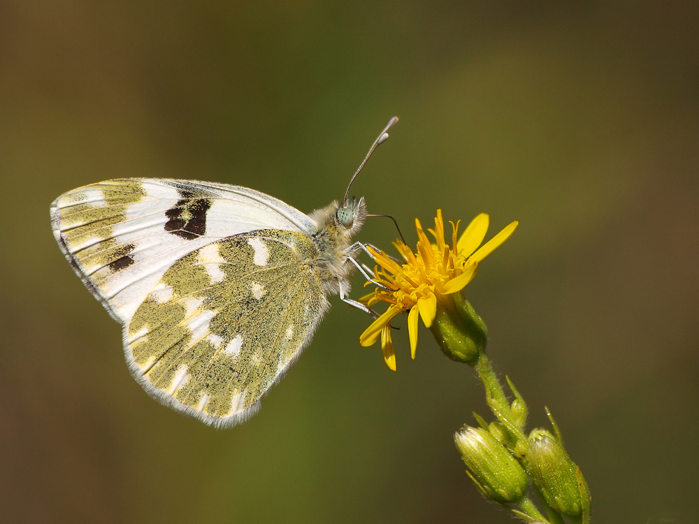 Resedafalter (Pontia Daplidice)