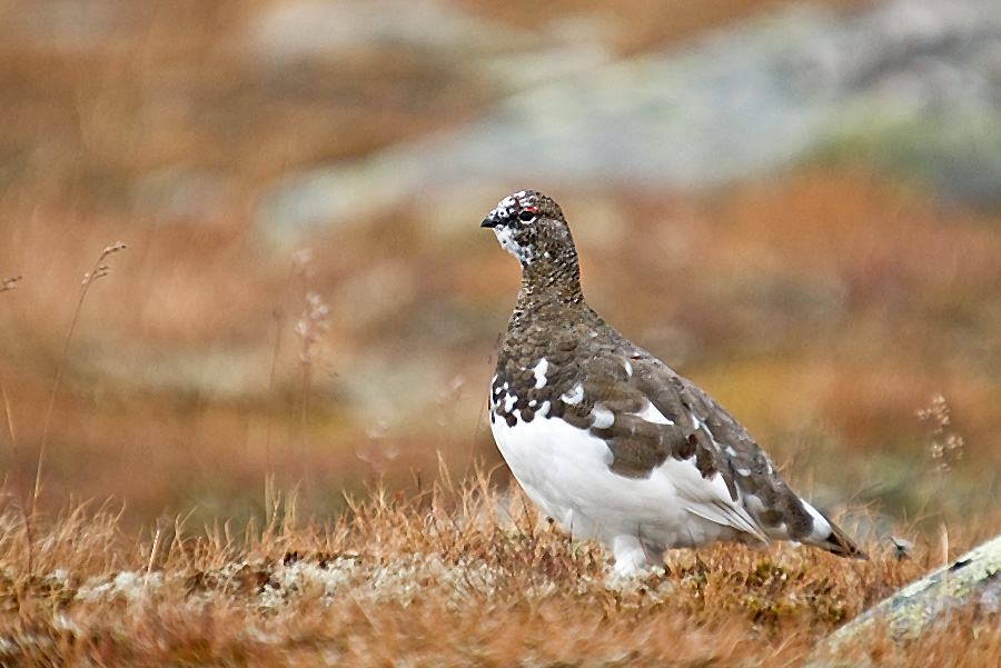 Schneehuhn im Dovrefjell - kein Moschus