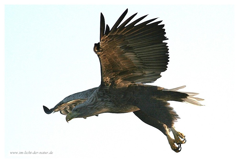 Seeadler