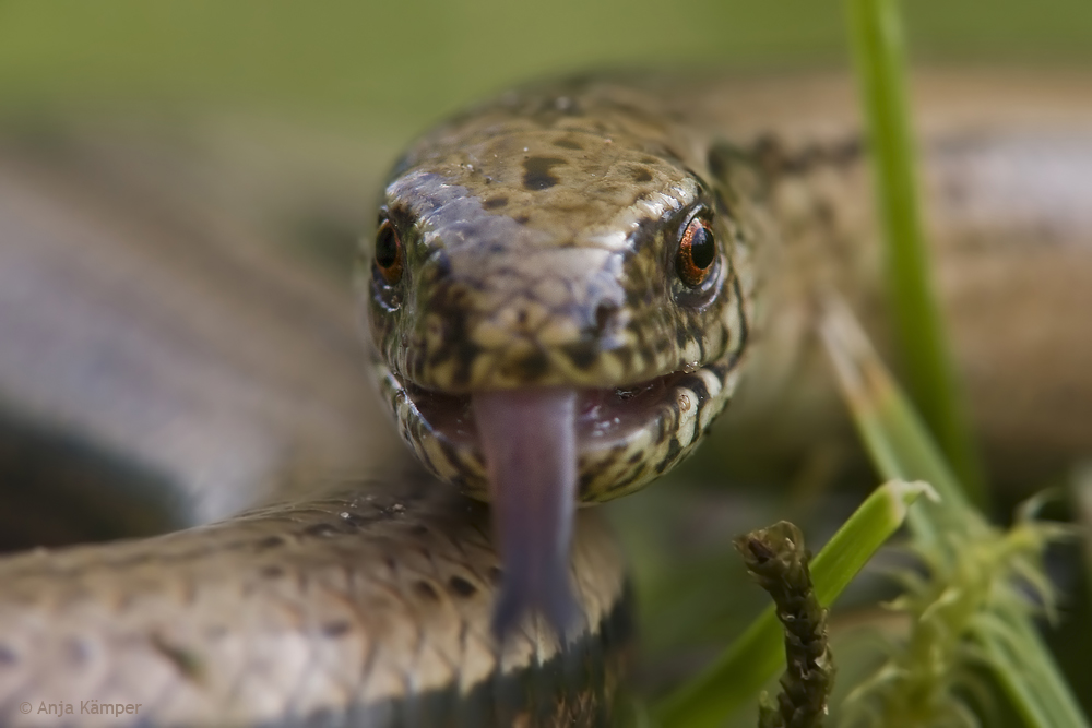 ...sssszzzzzzzzzzzz...