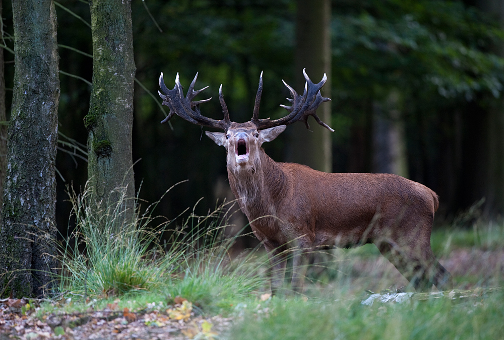 Platzhirsch