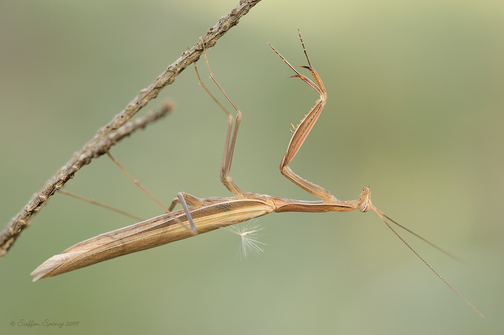 Europäische Gottesanbeterin (Mantis religiosa)