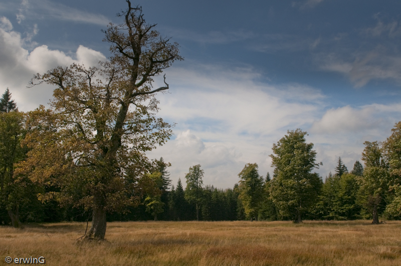 Schachten  im Bayerischen Wald Nationalpark