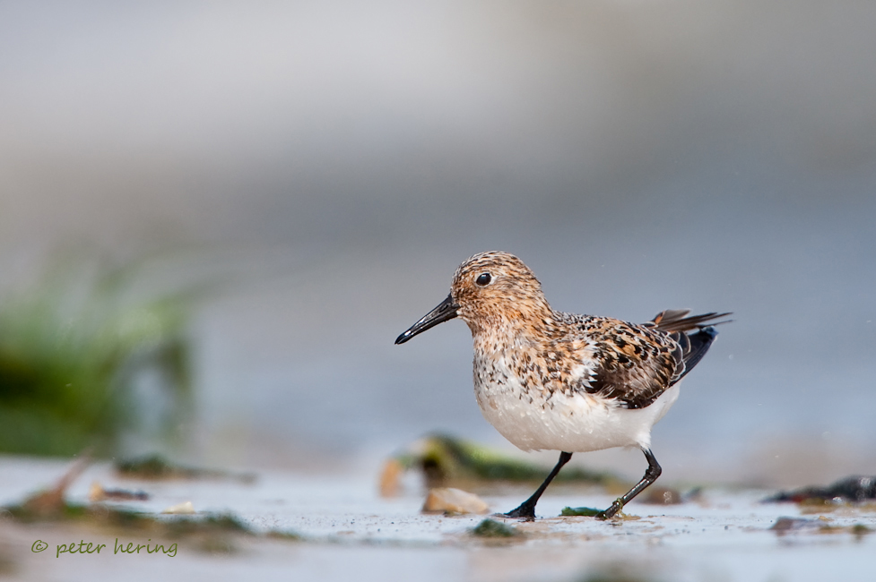 Snaderling am Strand