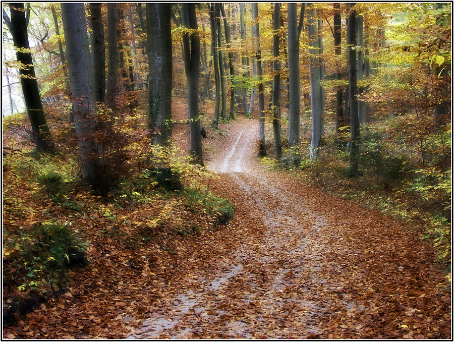 Herbst im Buchenwald