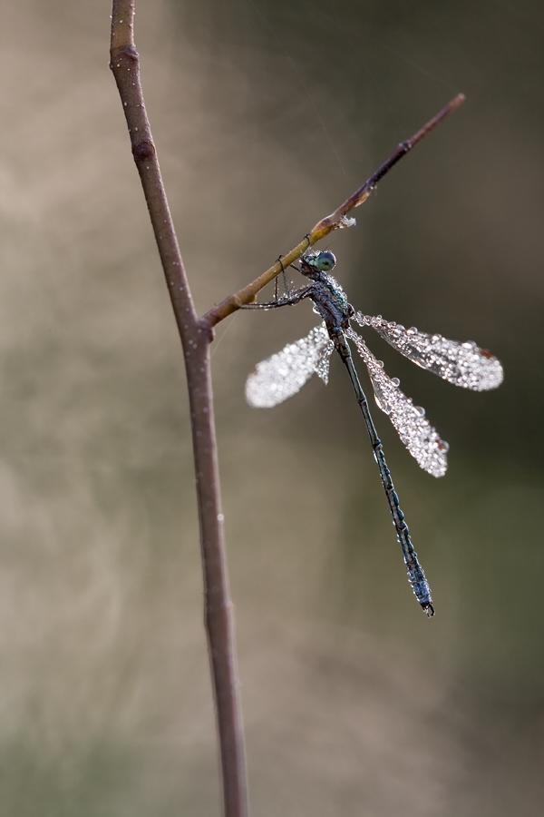 Lestes virens - kleine Binsenjungfer