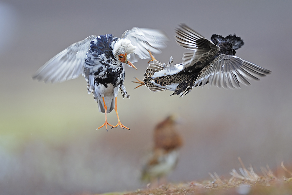 Kampfläufer
