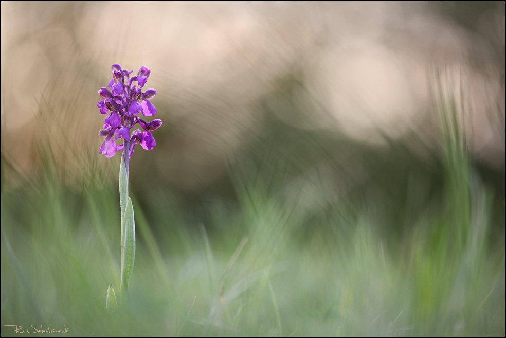 Orchis Morio