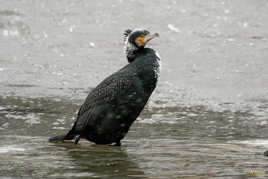 Kormoran im Schneetreiben