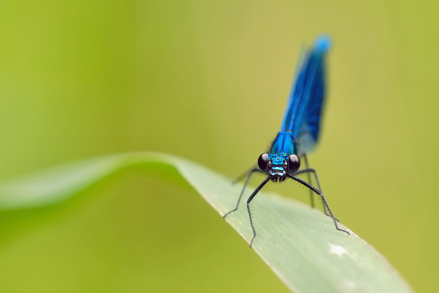 Blaue Schönheit