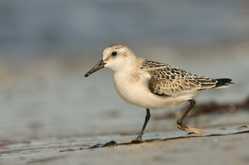 Sanderling (Calidris alba)