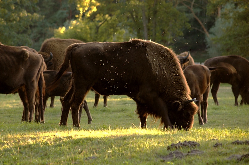 Wisent