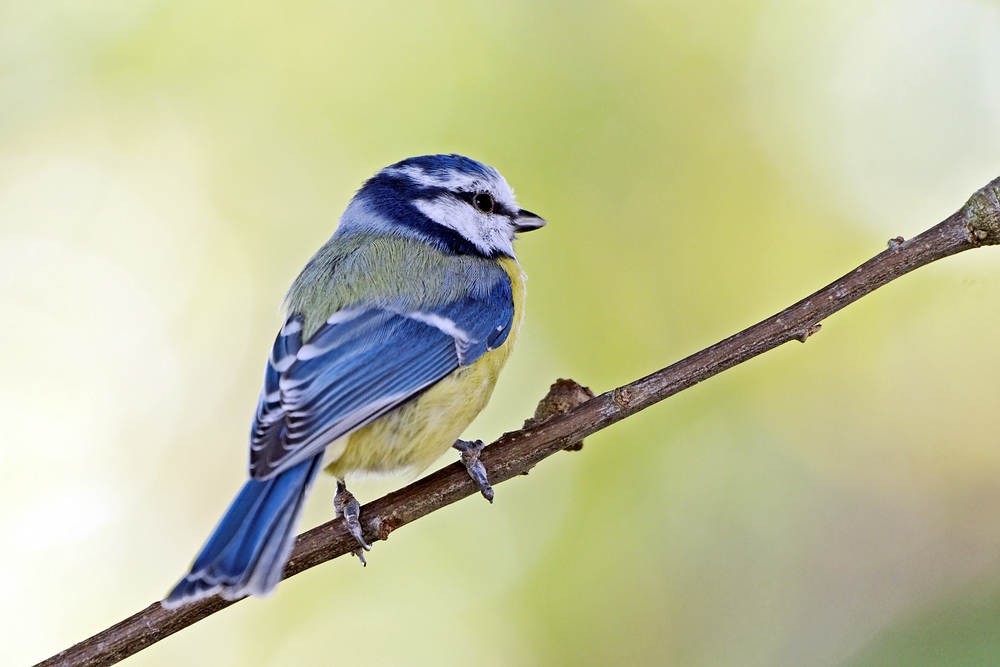 Blaumeisen sind schön