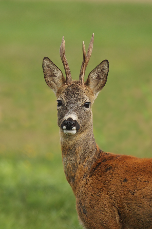 Bock