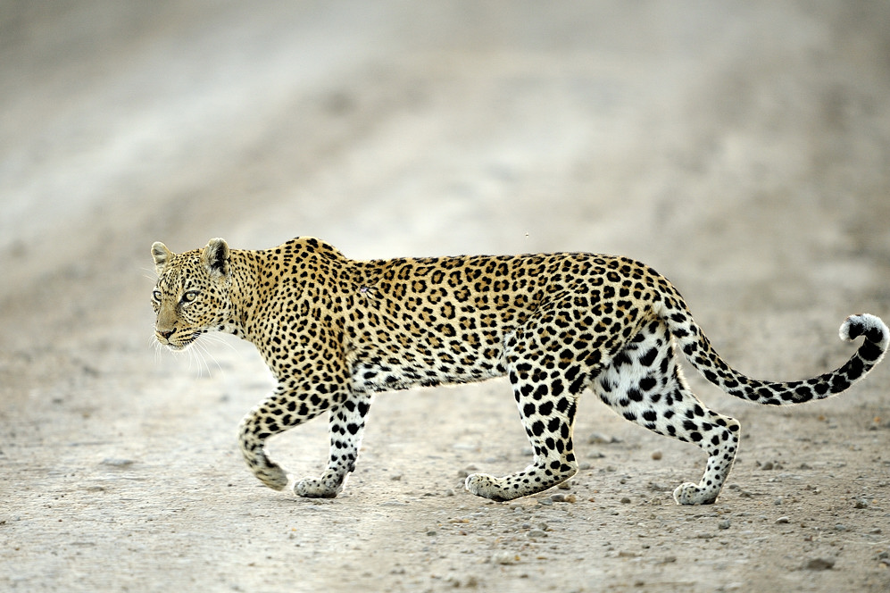 Leopard