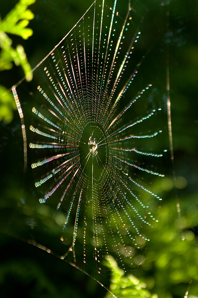 Radnetzspinne