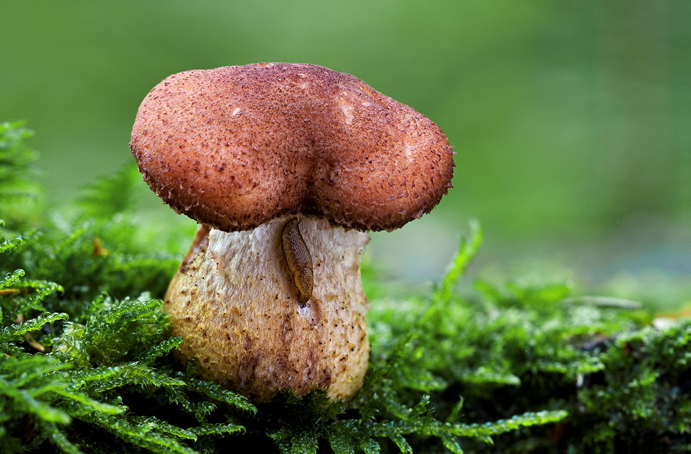 Pilz in Gefahr