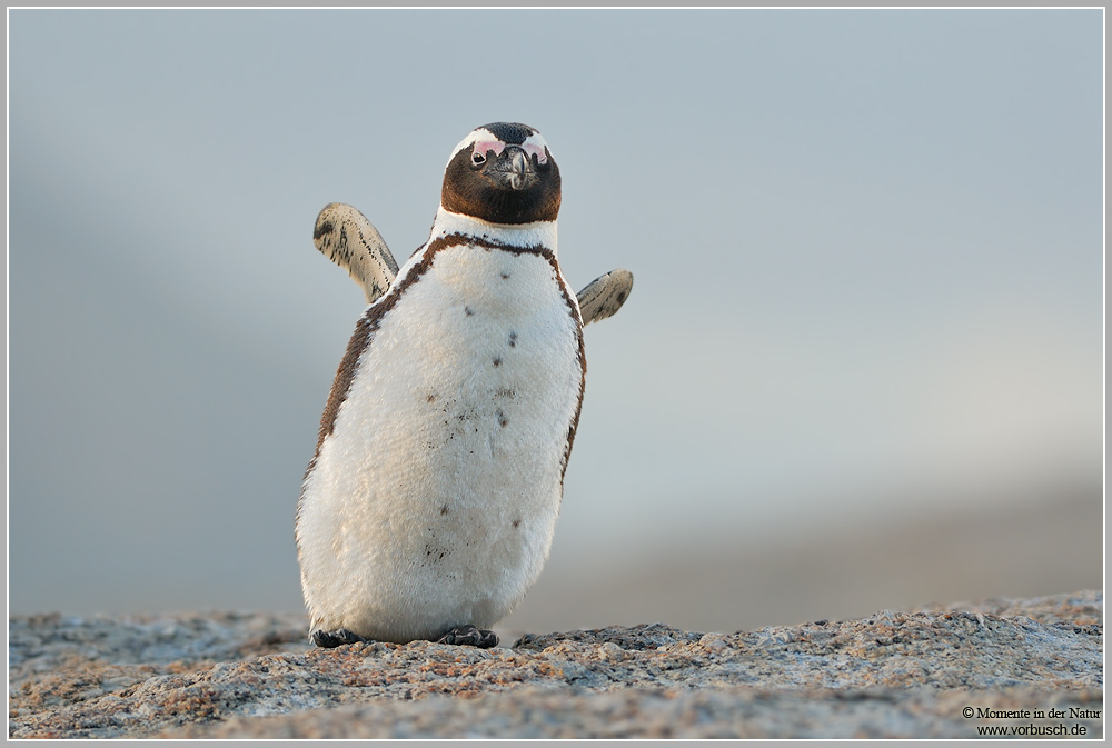 Brillenpinguin (Spheniscus demersus)