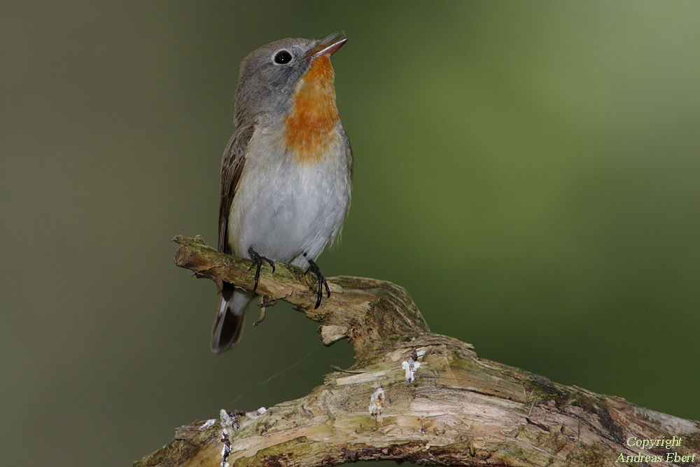 Zwergschn pper Ficedula parva Forum f r Naturfotografen